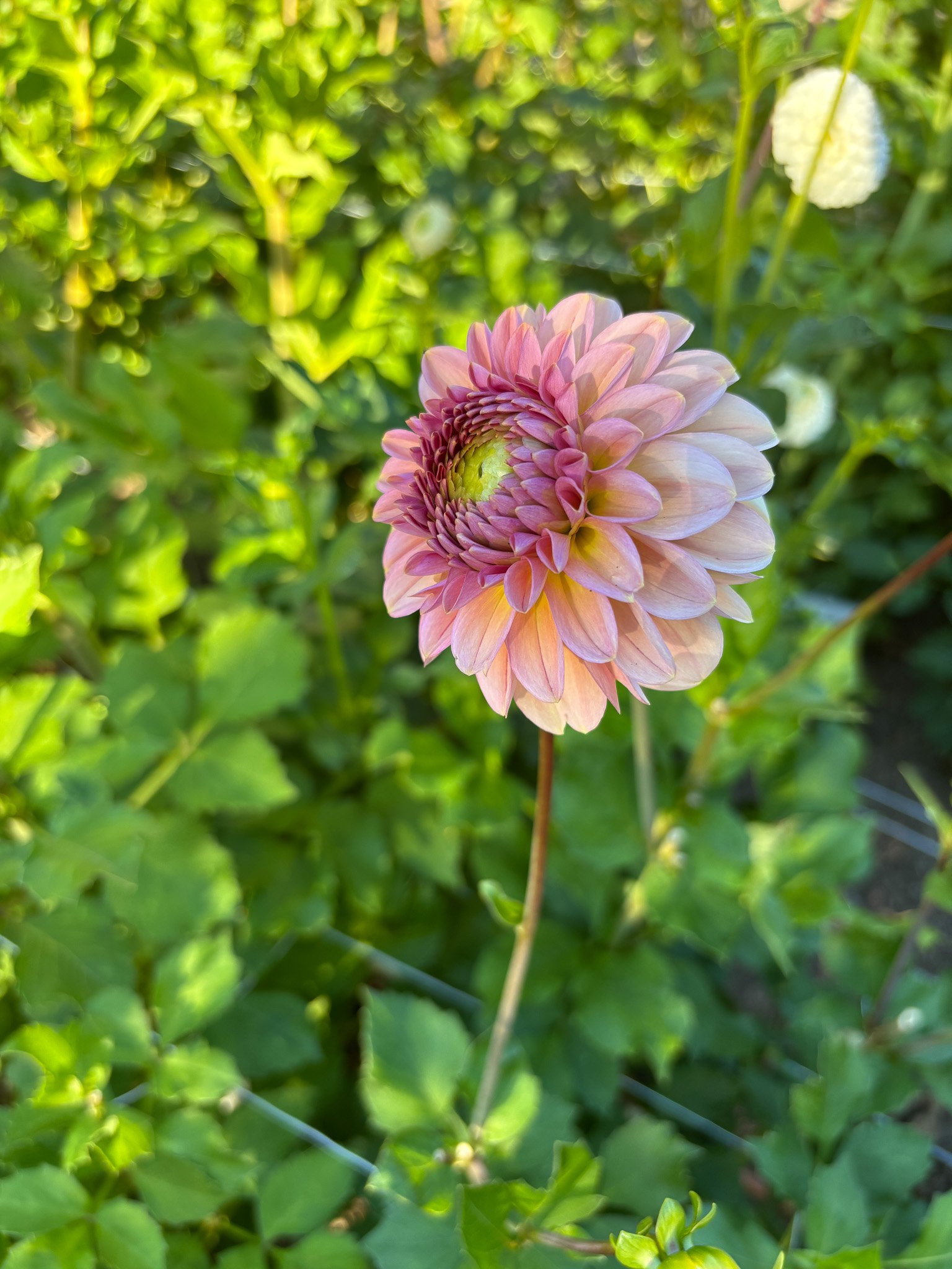 5565.cupcakes and cashmere ・オビングテーブルクロス Dahlia : Cupcake — ciderpress lane